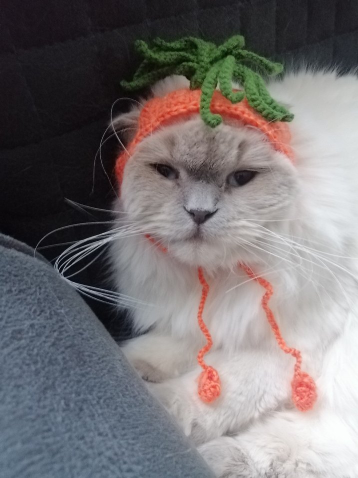 Renkli Havuç Temalı Kedi Şapkası - Görsel 2