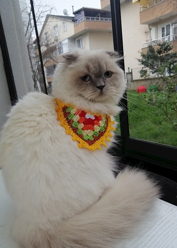 Renkli Kedi Tasması - Görsel 2