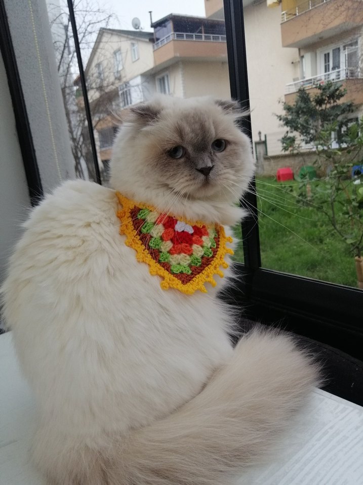 Renkli Kedi Tasması - Görsel 2