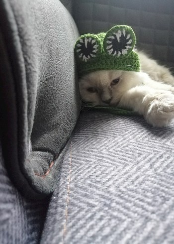 Kurbağa Desenli Kedi Şapkası - Görsel 2