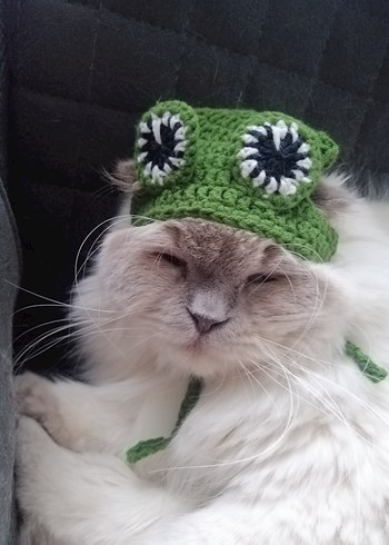 Kurbağa Desenli Kedi Şapkası - Görsel 4