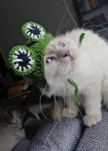 Kurbağa Desenli Kedi Şapkası