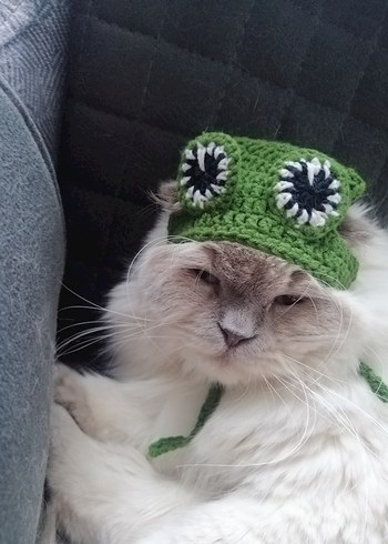 Kurbağa Desenli Kedi Şapkası - Görsel 5