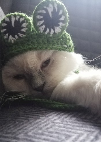 Kurbağa Desenli Kedi Şapkası - Görsel 3