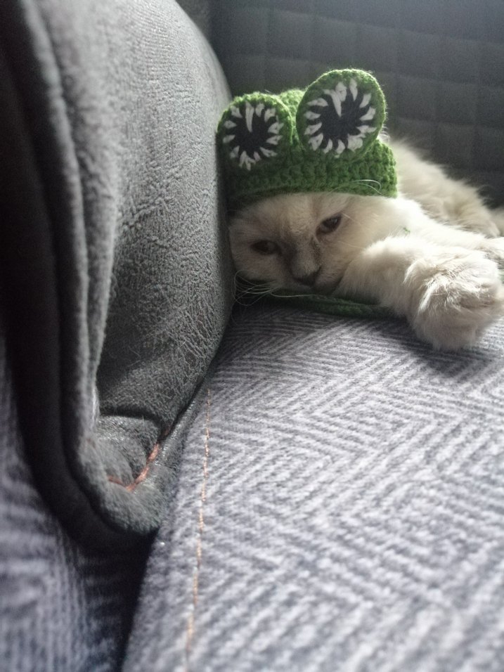 Kurbağa Desenli Kedi Şapkası - Görsel 2