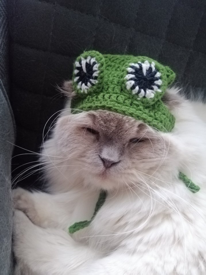 Kurbağa Desenli Kedi Şapkası - Görsel 4