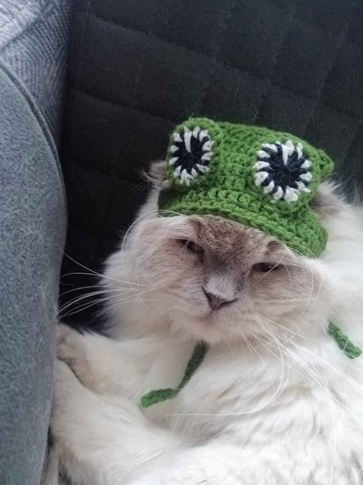 Kurbağa Desenli Kedi Şapkası - Görsel 5