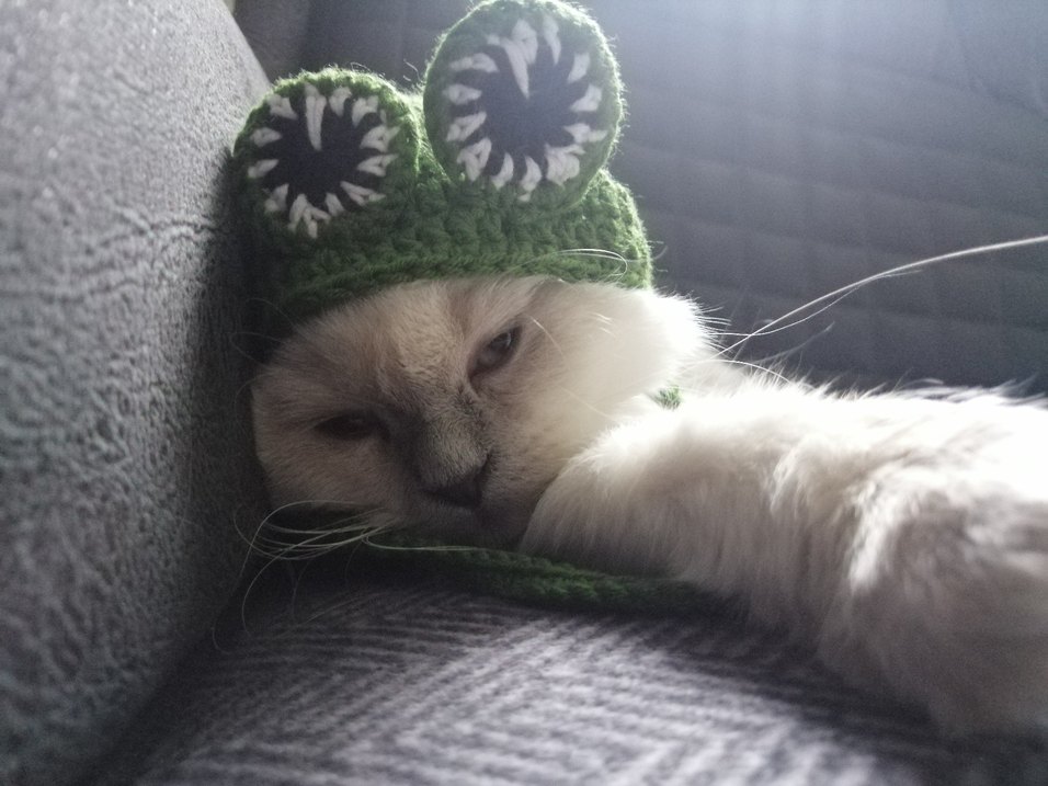 Kurbağa Desenli Kedi Şapkası - Görsel 3