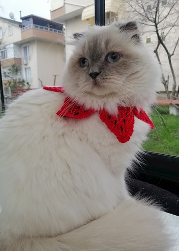 Renkli Kedi Aksesuarı - Görsel 2