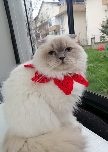 Renkli Kedi Aksesuarı - Görsel 3