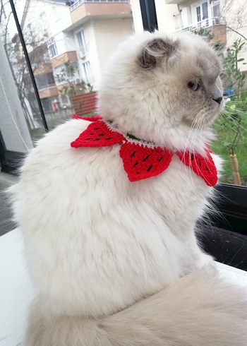 Renkli Kedi Aksesuarı