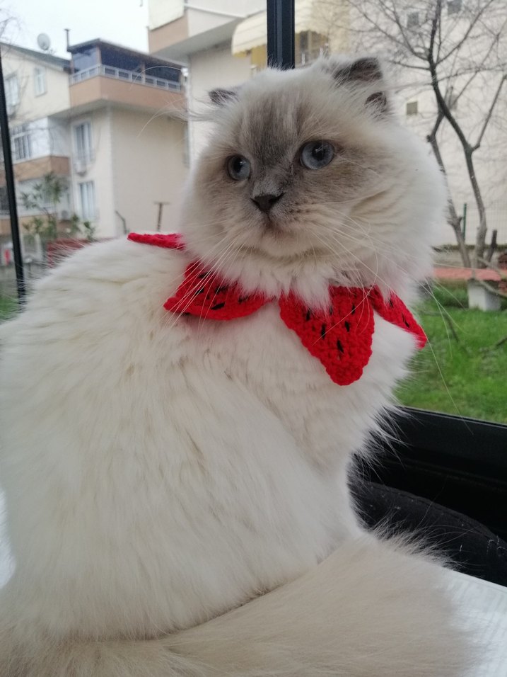 Renkli Kedi Aksesuarı - Görsel 2