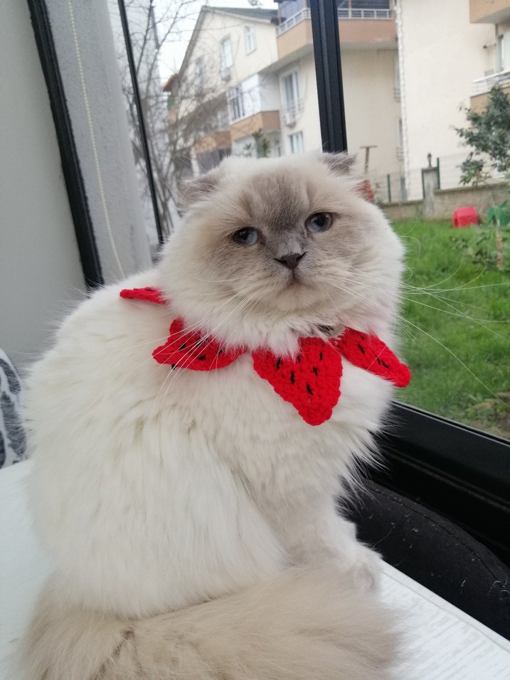 Renkli Kedi Aksesuarı - Görsel 3