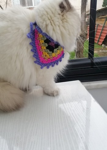 Renkli Kedi Tasması - Görsel 3