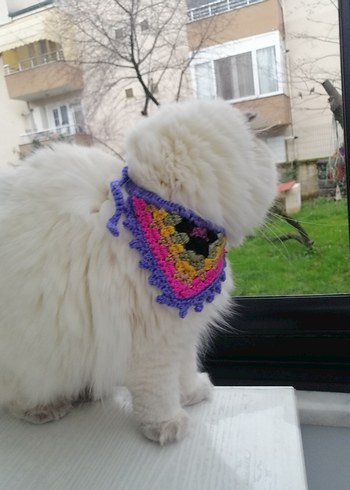 Renkli Kedi Tasması