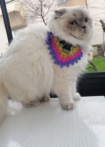 Renkli Kedi Tasması - Görsel 2