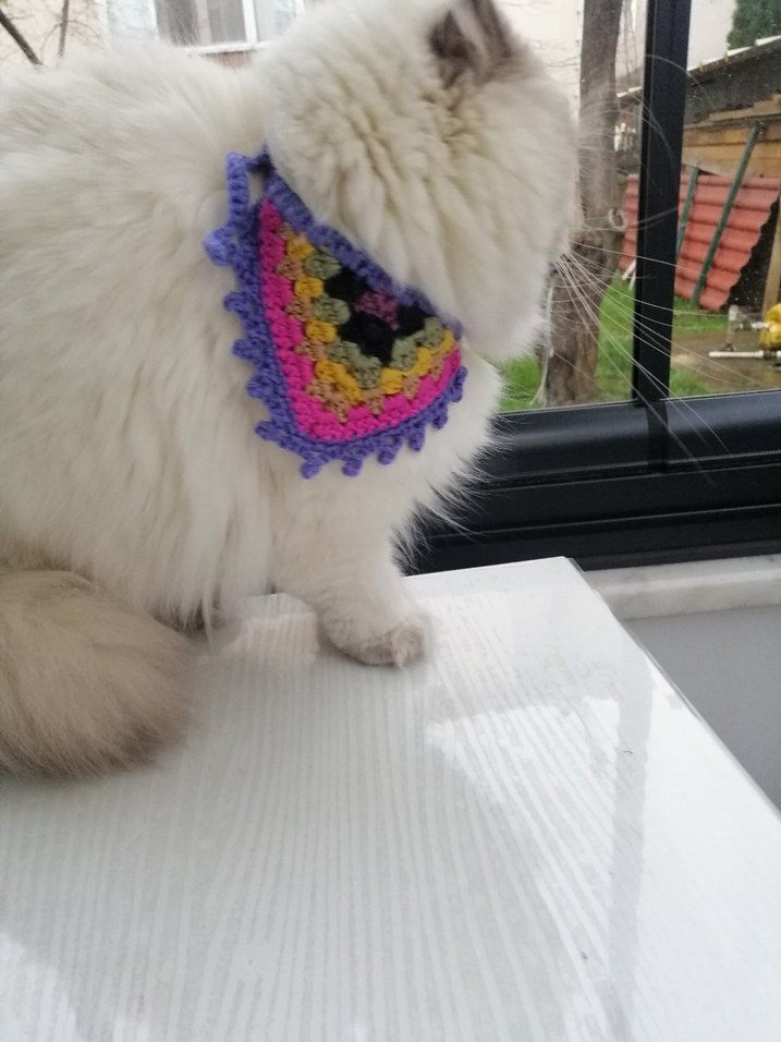 Renkli Kedi Tasması - Görsel 3