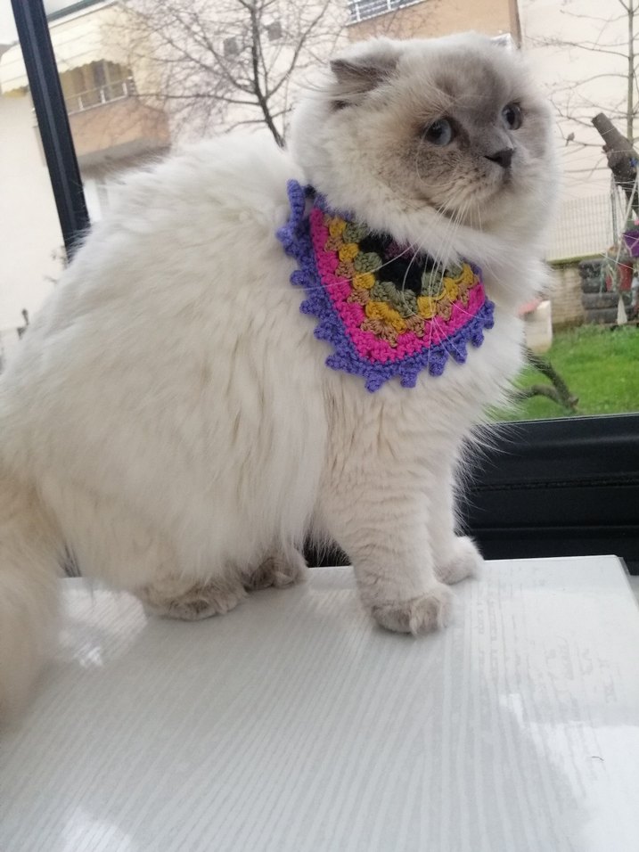 Renkli Kedi Tasması - Görsel 2