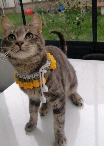 Örgü Kedi Tasması