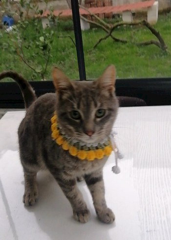 Örgü Kedi Tasması - Görsel 2