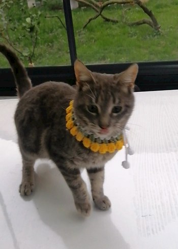 Örgü Kedi Tasması - Görsel 3