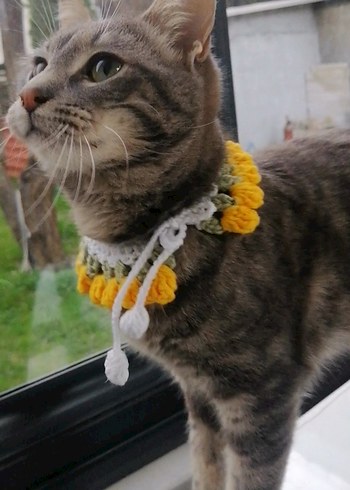 Örgü Kedi Tasması - Görsel 4