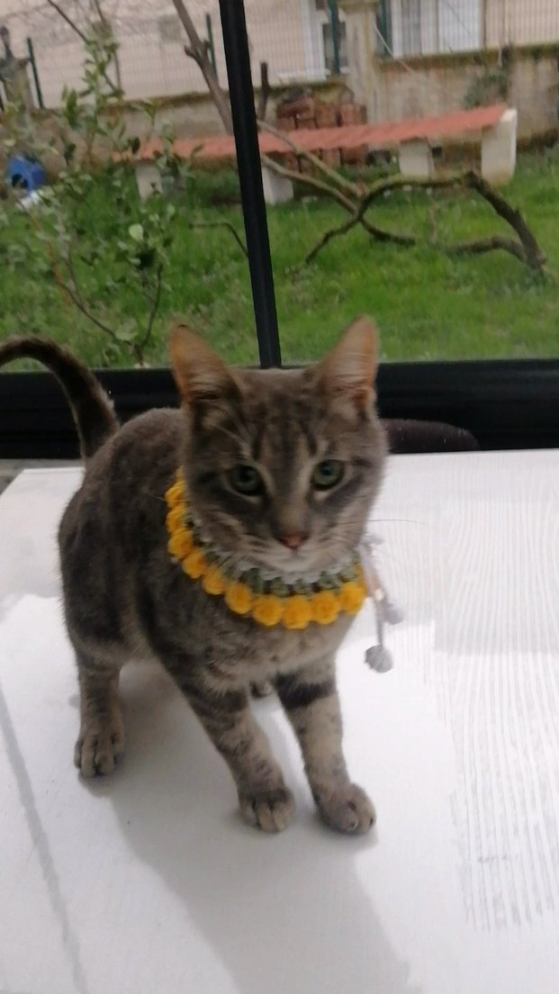 Örgü Kedi Tasması - Görsel 2