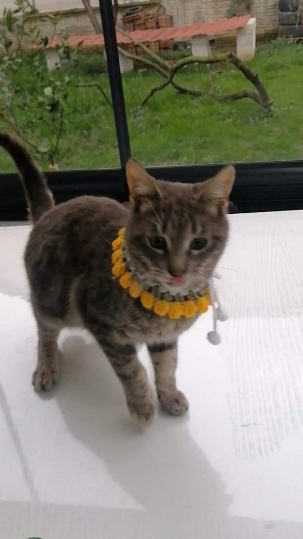 Örgü Kedi Tasması - Görsel 3