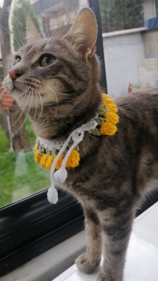 Örgü Kedi Tasması - Görsel 4