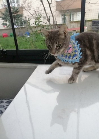 Örgü Kedi Tasması - Görsel 2