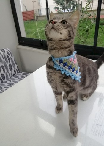 Örgü Kedi Tasması