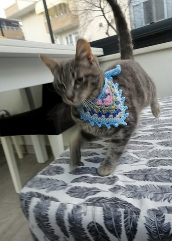 Örgü Kedi Tasması - Görsel 3