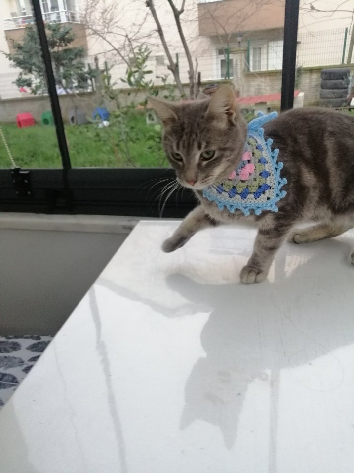 Örgü Kedi Tasması - Görsel 2