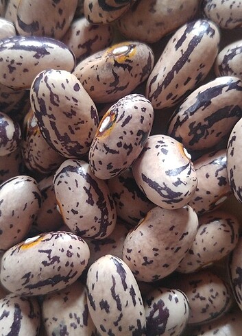 Barbunya fasulye tohumu - Görsel 2