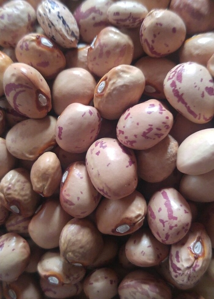 Barbunya fasulye tohumu - Görsel 4