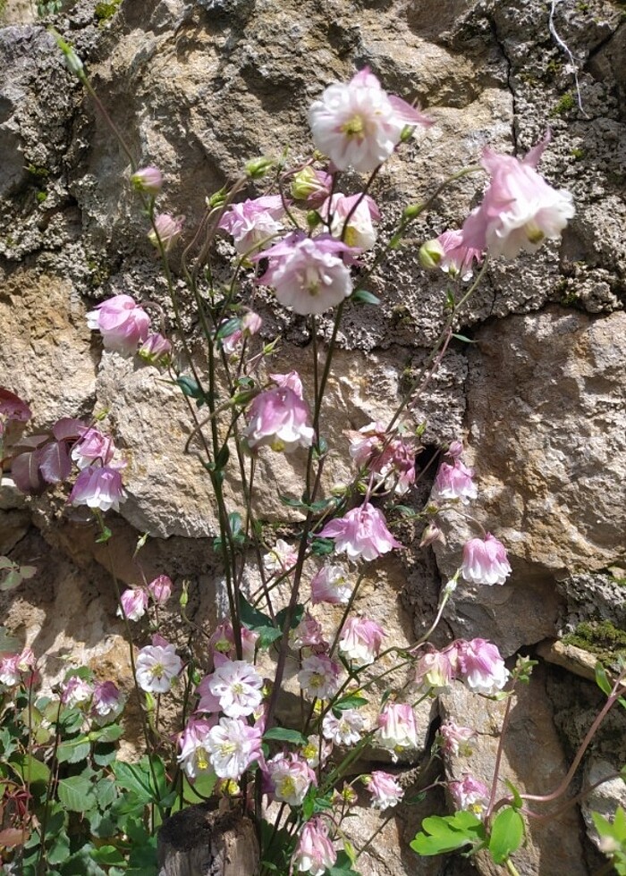 Haseki Küpelisi Çicegi - Görsel 2