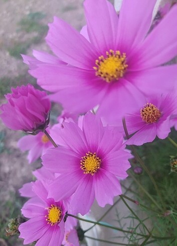 Cosmos çiçeği