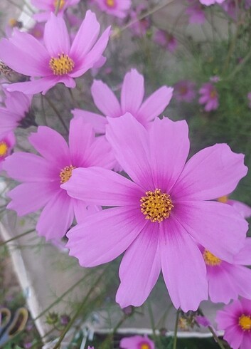 Cosmos çiçeği - Görsel 2