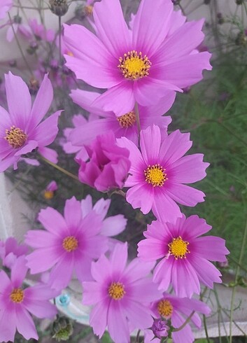 Cosmos çiçeği - Görsel 3