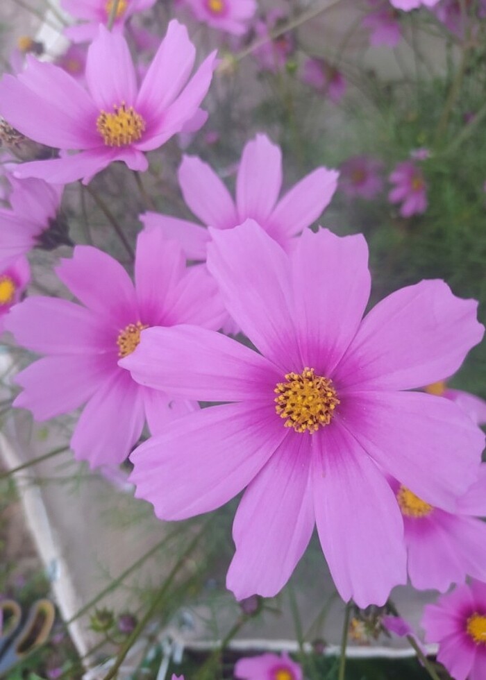 Cosmos çiçeği - Görsel 2