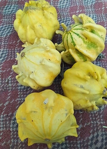 Süs kabakları  - Görsel 5