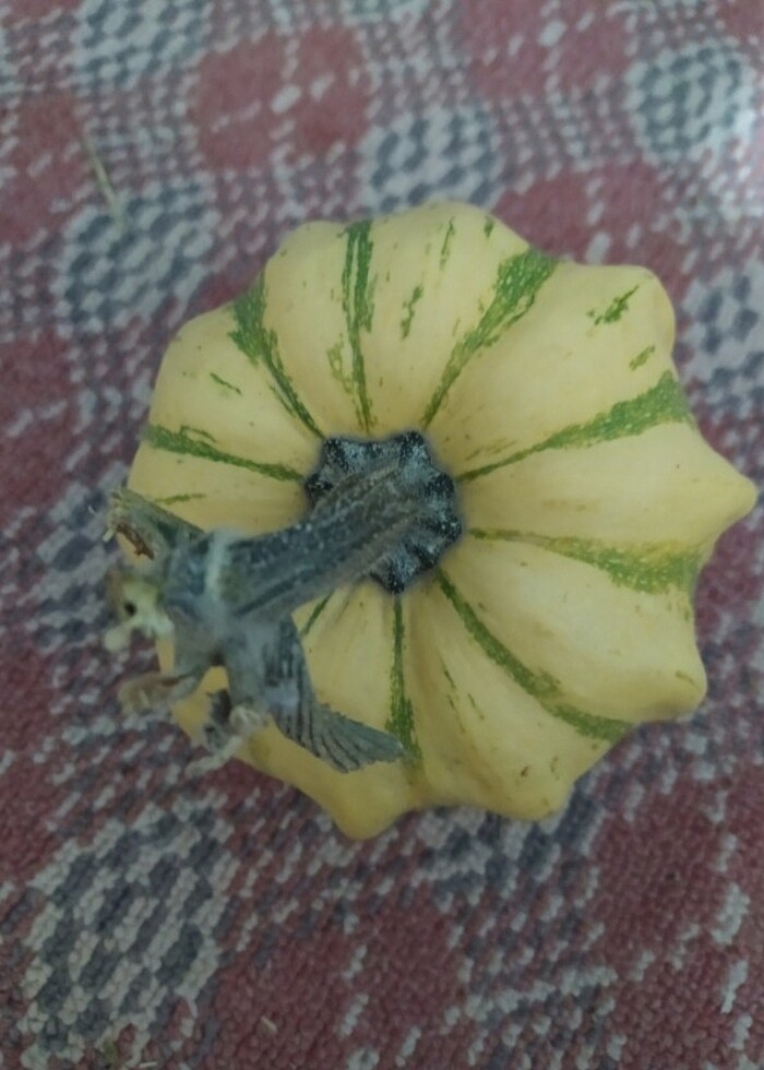 Süs kabakları  - Görsel 2