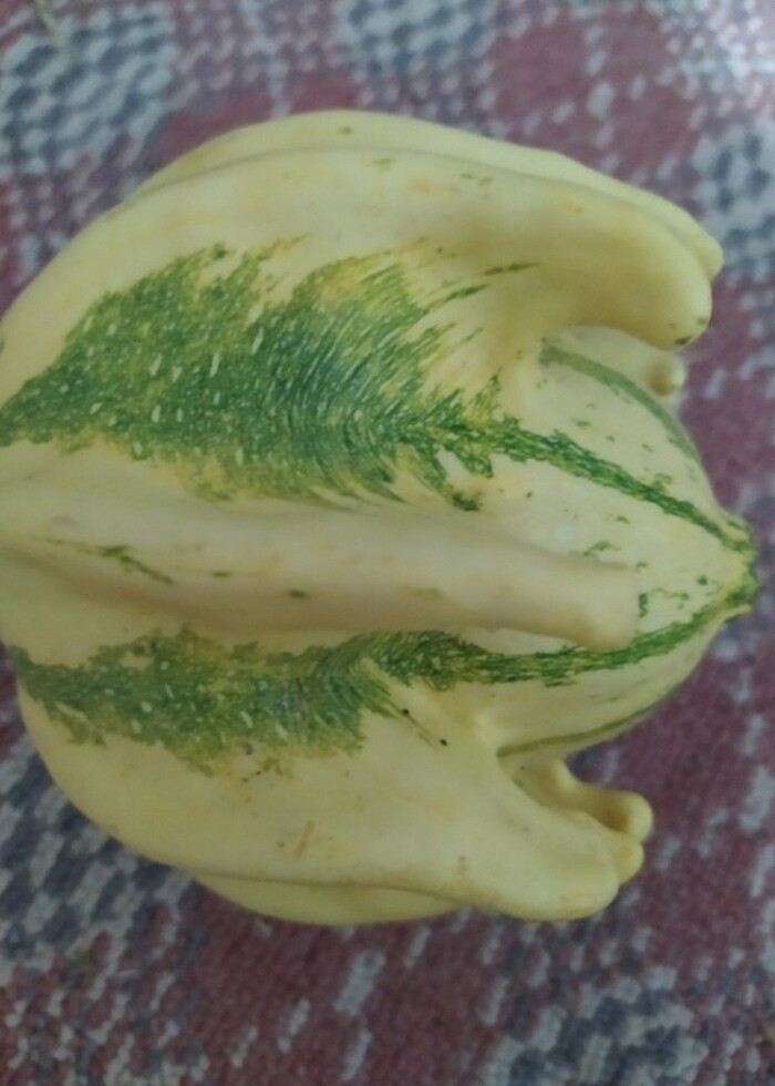 Süs kabakları  - Görsel 3