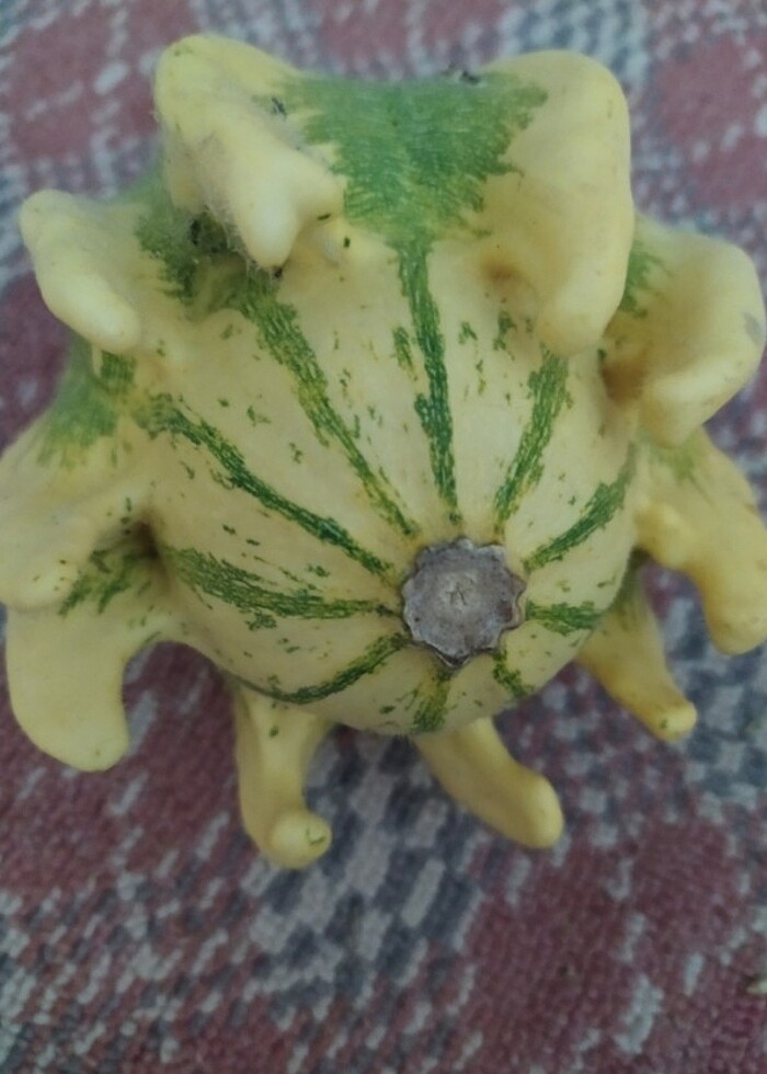 Süs kabakları  - Görsel 4