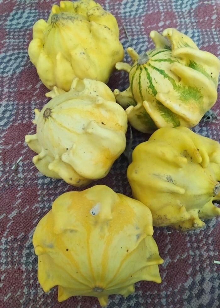 Süs kabakları  - Görsel 5