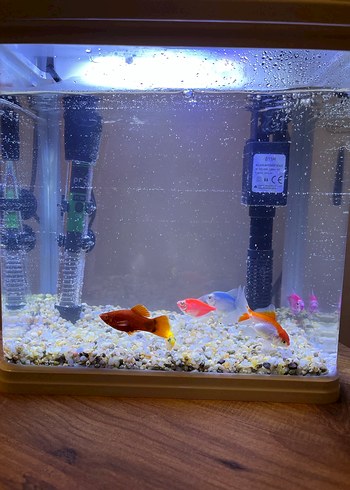 Akvaryum - Görsel 3