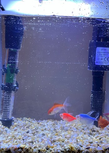 Akvaryum - Görsel 2