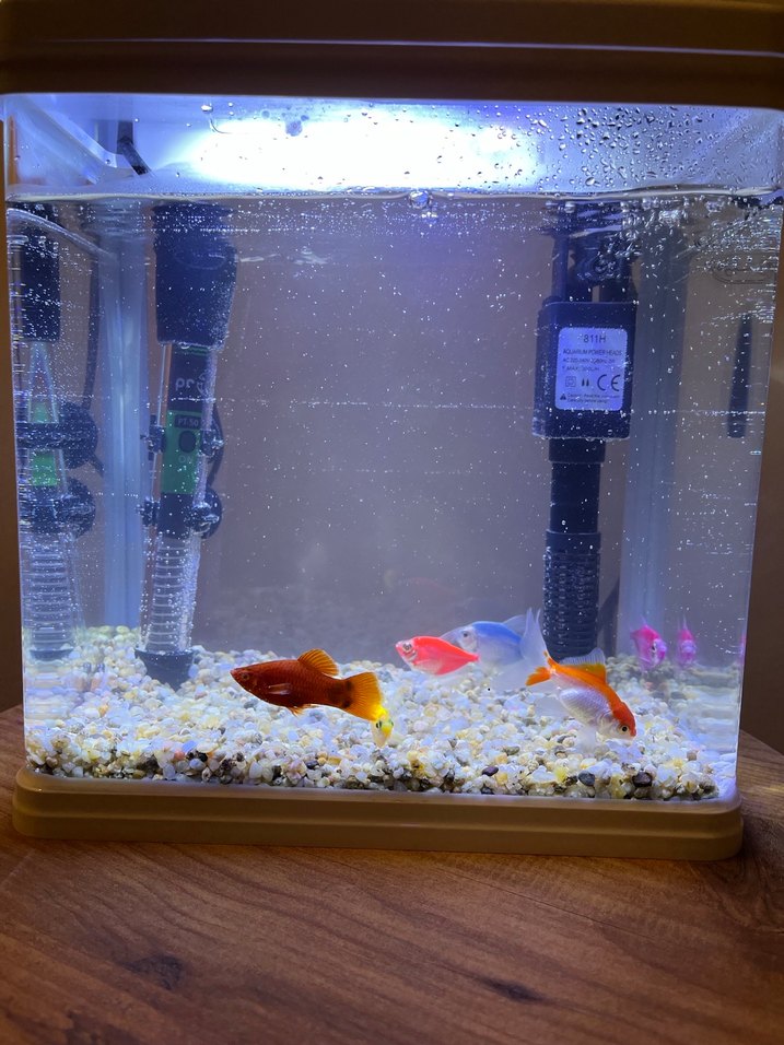 Akvaryum - Görsel 3