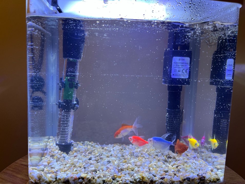 Akvaryum - Görsel 2