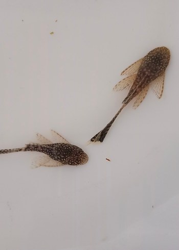 siyah Singapur tül vatoz 2 cm